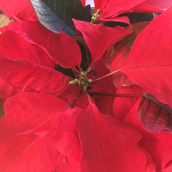 Meet your Posher, Maureen - Picture 1 of 1